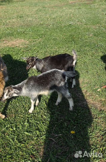 Продаются козлята