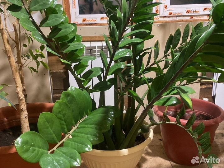 Замиокулькас