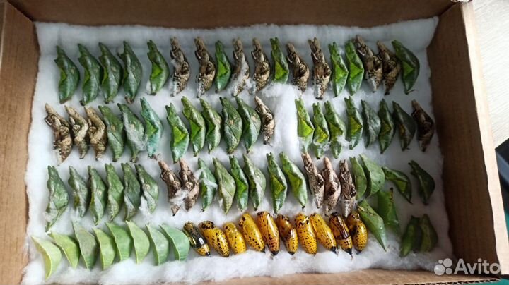 Куколки Тропических Бабочек