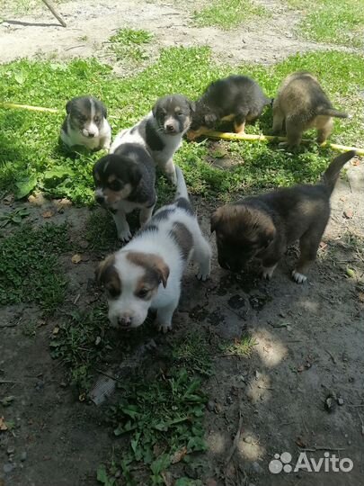 Щенки