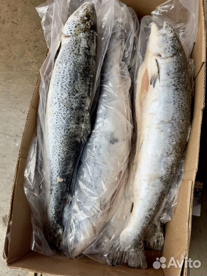 Семга, форель (Чили )