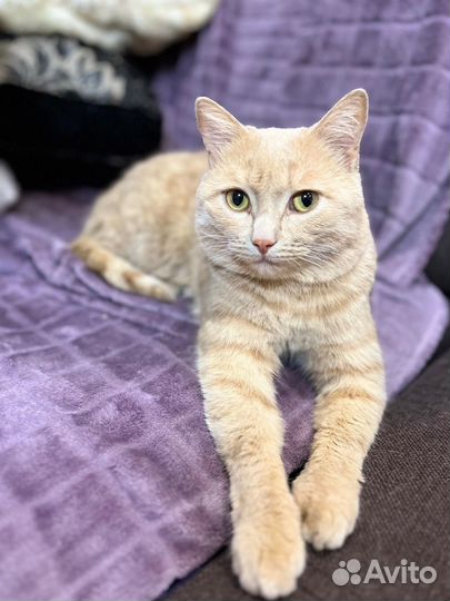 Кошка в дар бесплатно