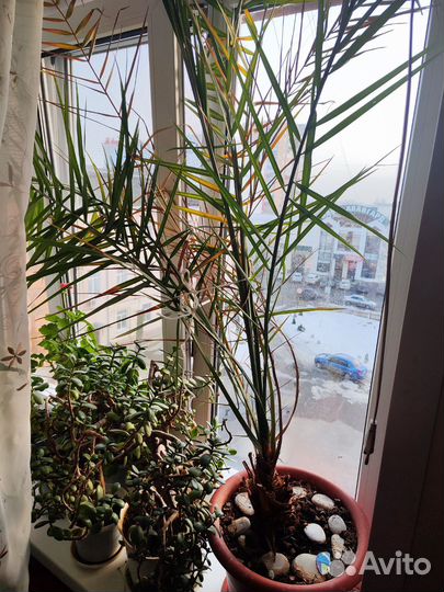 Финиковая пальма