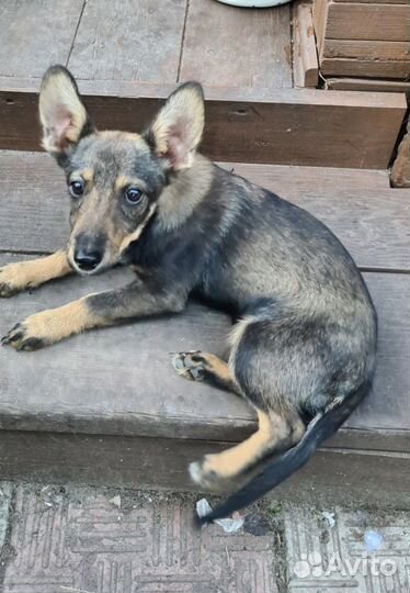 Щенки в добрые руки