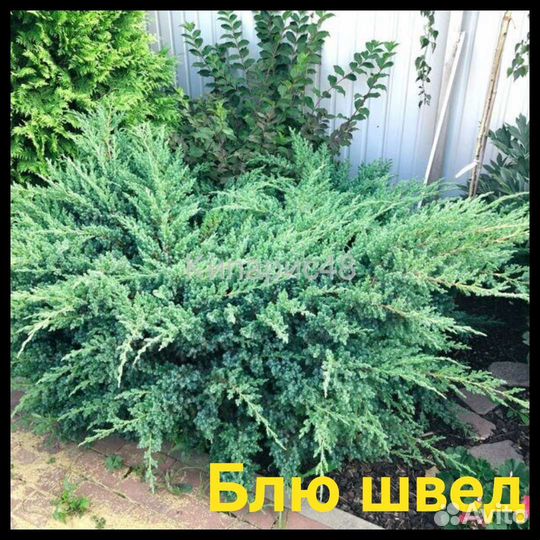 Можжевельники горизонтальные