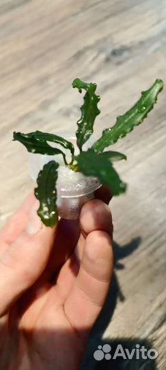 Буцефаландры Elit assorted