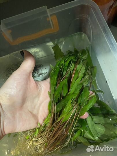 Куст криптокорины