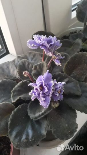 Продам цветы комнатные
