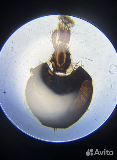 Микроскоп Levenhuk 2L/3L/D2L