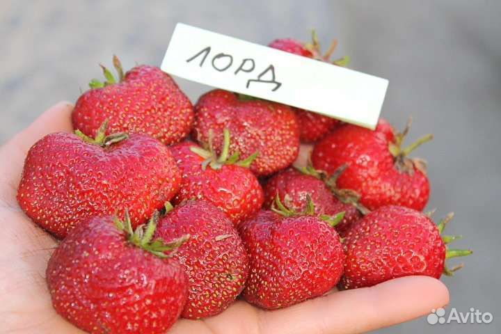 Рассада Виктория (клубника)