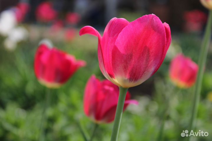 Луковицы тюльпанов