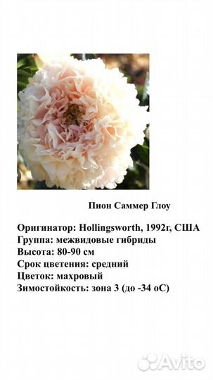 Корни пионов