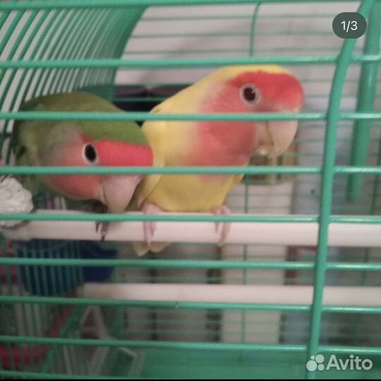 Попугай неразлучники с клеткой