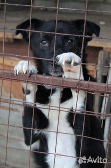 Цыганок ищет дом