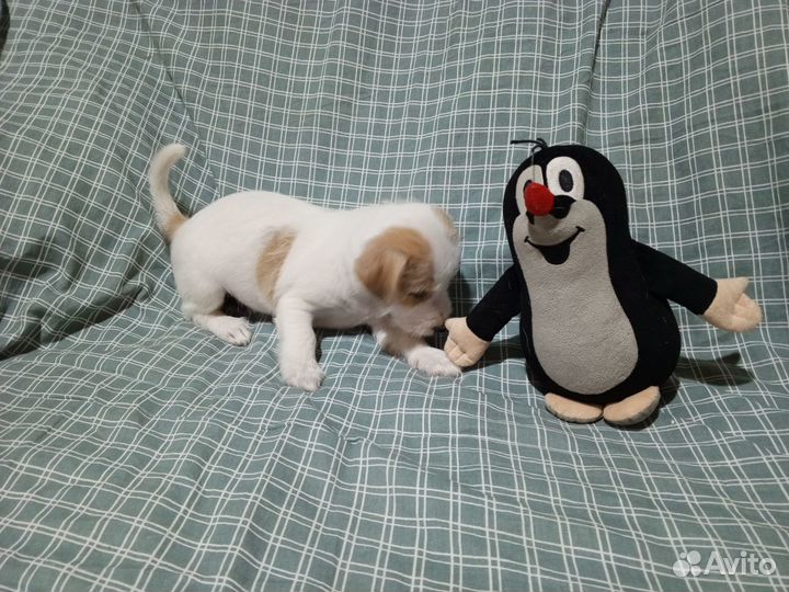 Джек рассел терьер