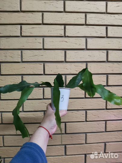 Эпифиллум Оксипеталум(Царица ночи), плющ канарский