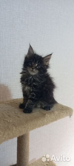 Котята мейн-кун