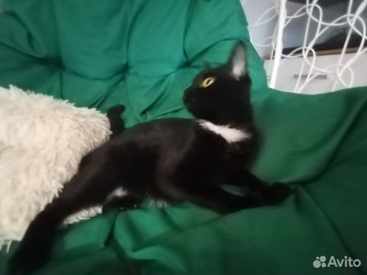 Красивая кошка