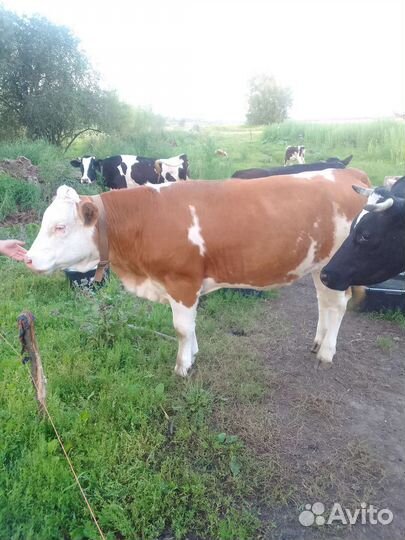 Телки симментал