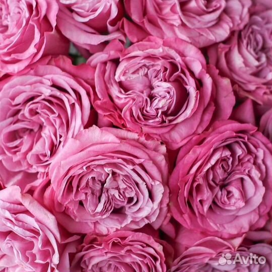Розы Цветы Букеты с доставкой 21 33 51 по Сургуту
