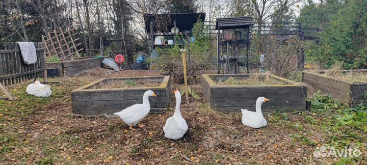 Продам гусей
