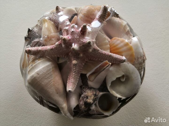 Морские ракушки раковины