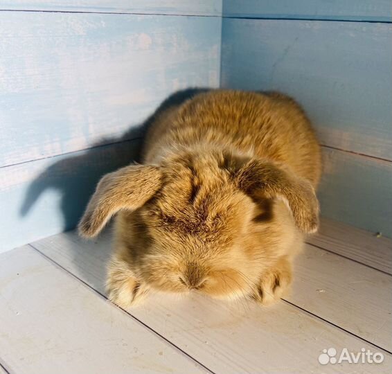 Крольчата мини