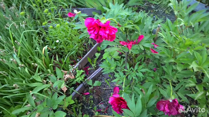 Многолетники для сада цветы