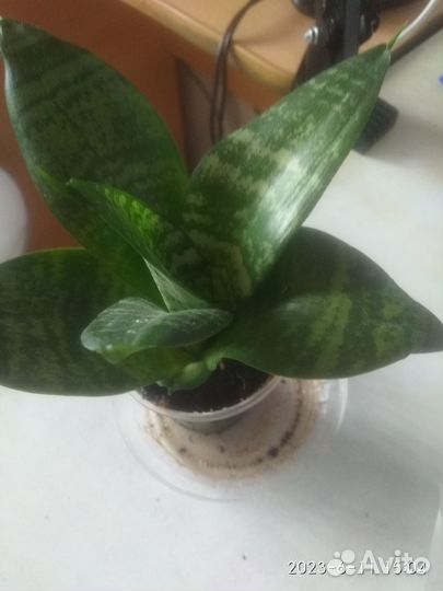 Комнатные растения