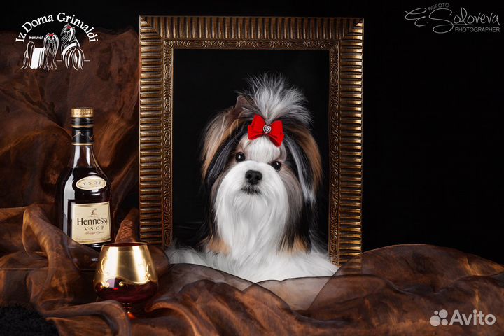 Бивер - кобель для вязок