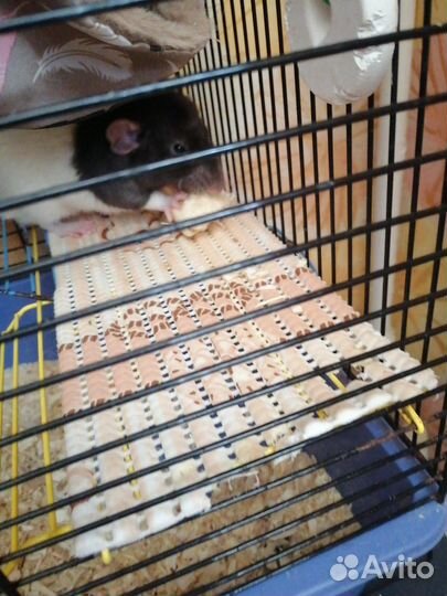 Крыса с клеткой