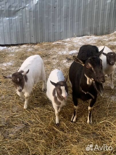 Козлята