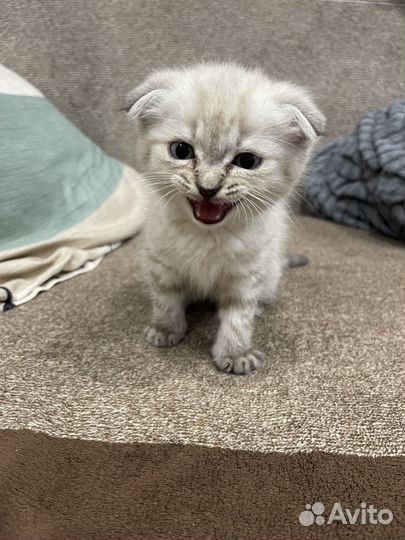 Шотландский вислоухий мальчик