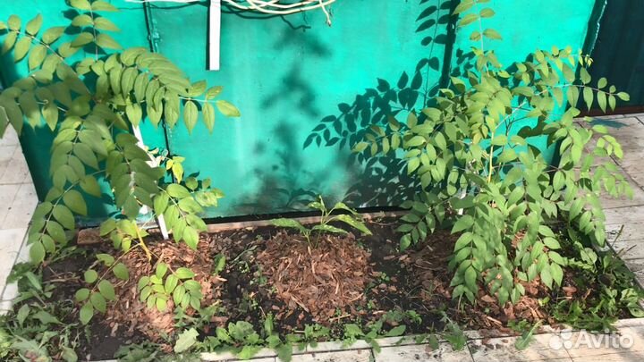 Декенея Фаргеза