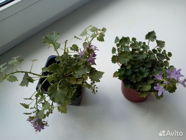 Комнатные растения