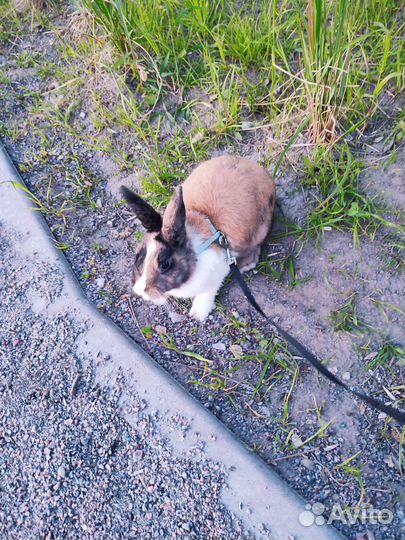 Декоративный кролик