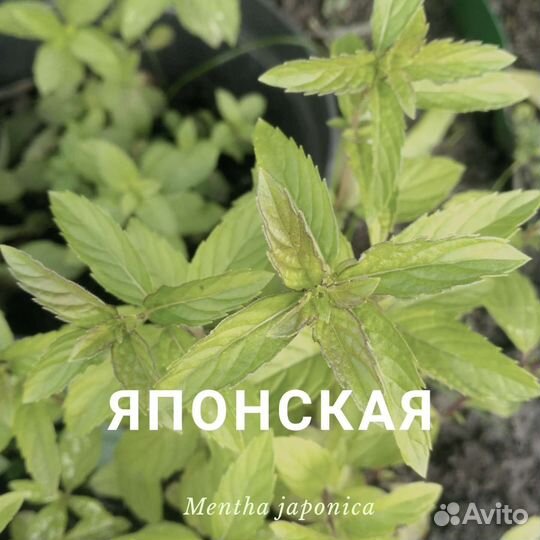 Мята японская. Редкая