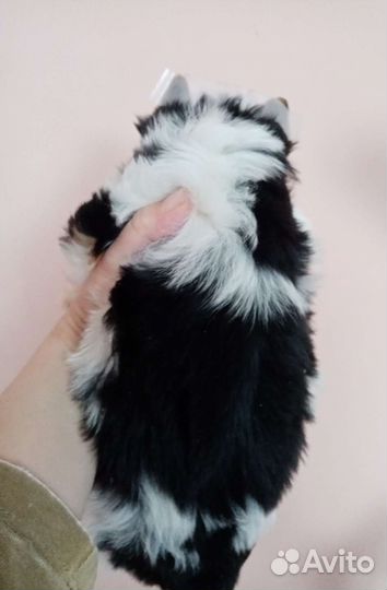 Бивер Йорк девочка 4 мес