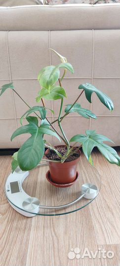 Филодендрон Флорида грин