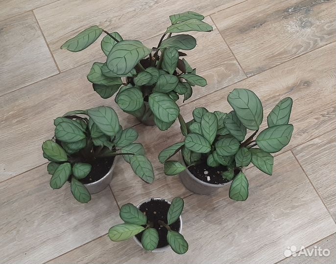 Ктенанта Амагрис, Калатея Руфибарба