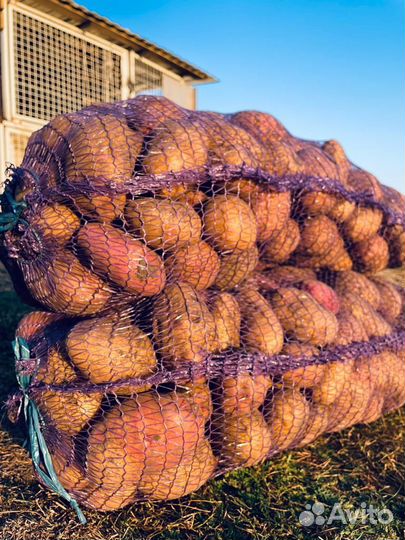 Продажа картофеля