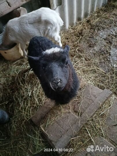 Меняю ягненка на козочку