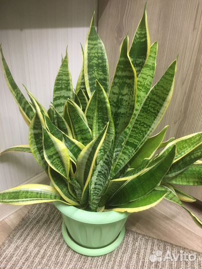 Сансевиерия