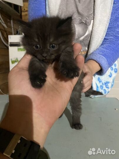 Котята в добрые руки приучены к лотку