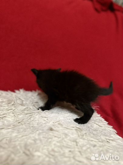 Котенок мальчик