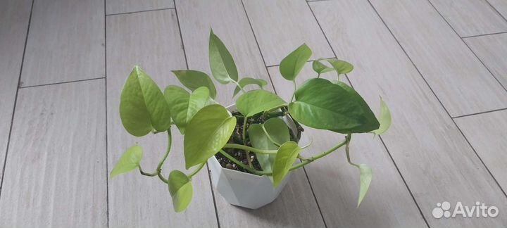 Эпипремнум 'Неон'