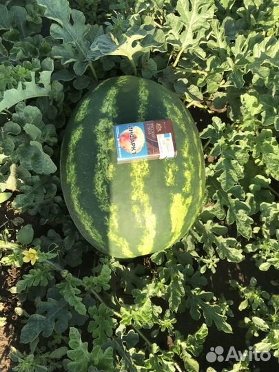 Арбуз оптом сорт каристан