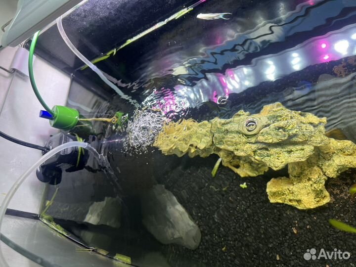 Аквариум на 60 литров