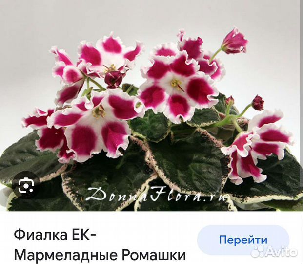 Детки фиалки Мармеладные ромашки