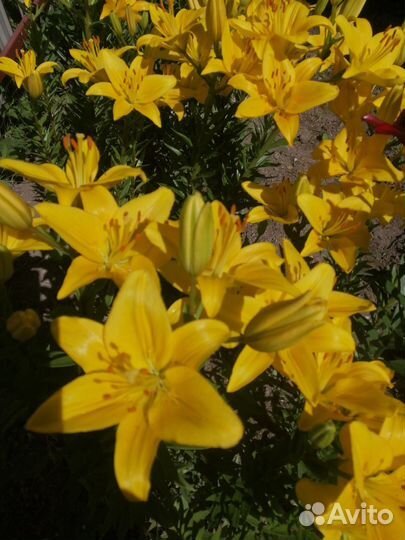 Лилии луковицы. Безвременник луковицы